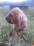 bloodhound puppy posted by Briar Rose Farm